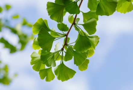 Ginkgo biloba – Klíč k lepší paměti i prokrvení