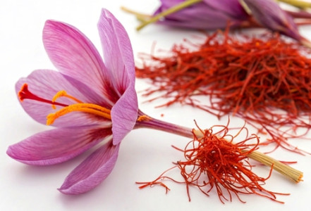 Šafrán – vzácná surovina s mimořádnými schopnostmi