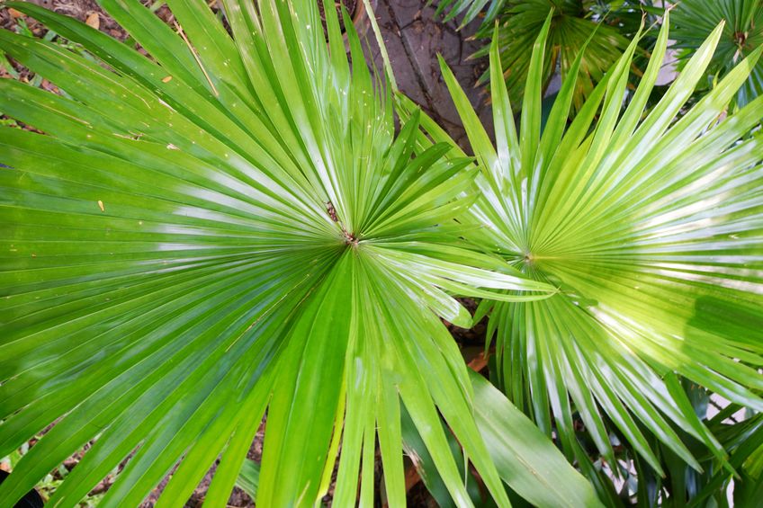 List saw palmetto