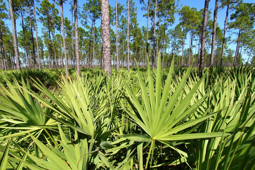 Bylina saw palmetto