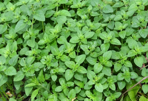 Oregano