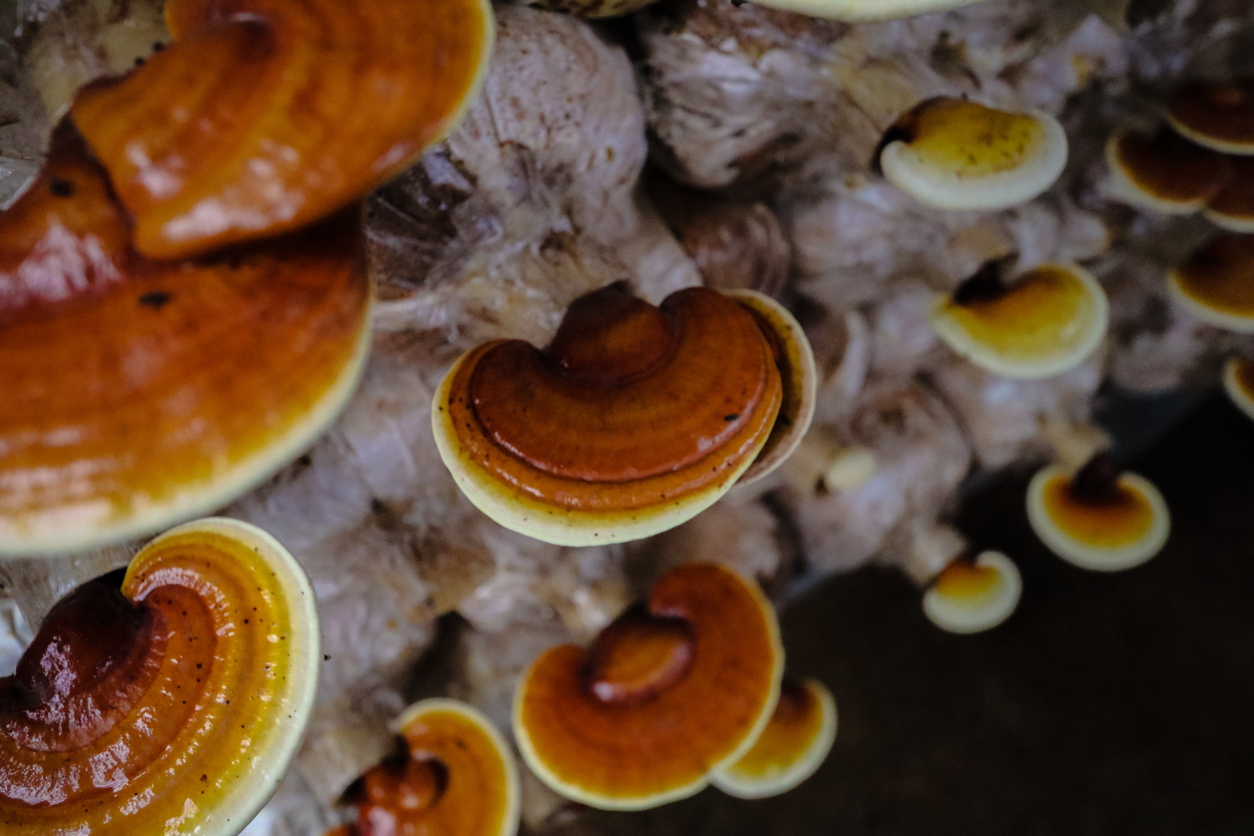 medicinální houba reishi